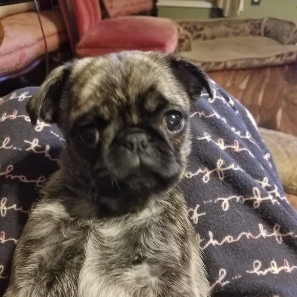 Meet your Posher, Brooksie - Picture 6 of 10